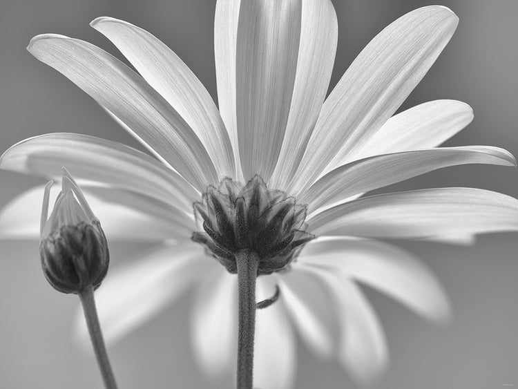 White Daisy B&W-03