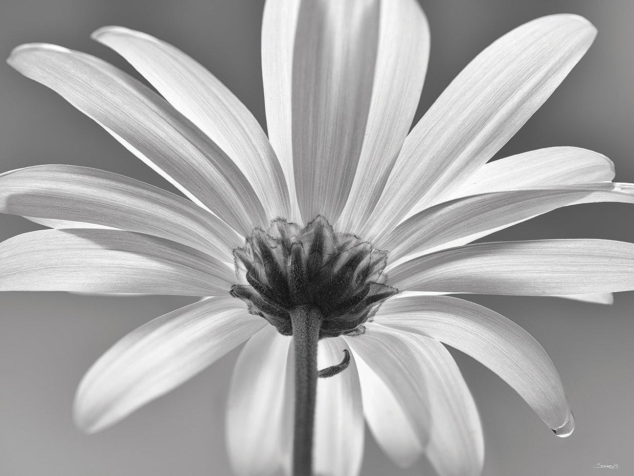 White Daisy B&W- 4