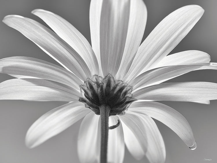 White Daisy B&W- 4