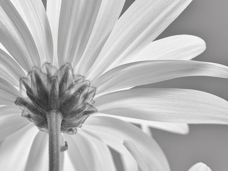 White Daisy B&W-06