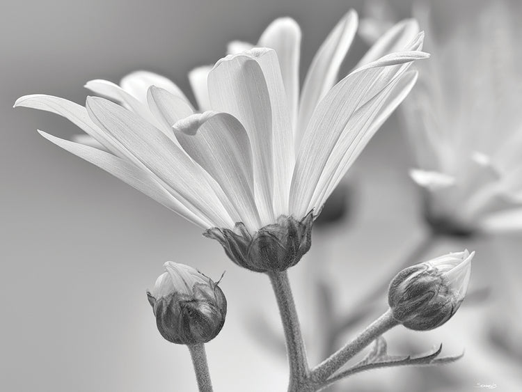 White Daisy B&W- 8