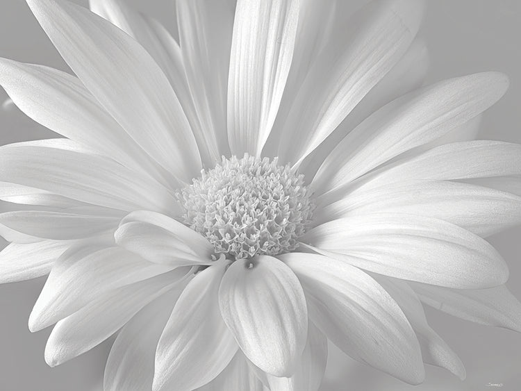 White Daisy B&W- 9