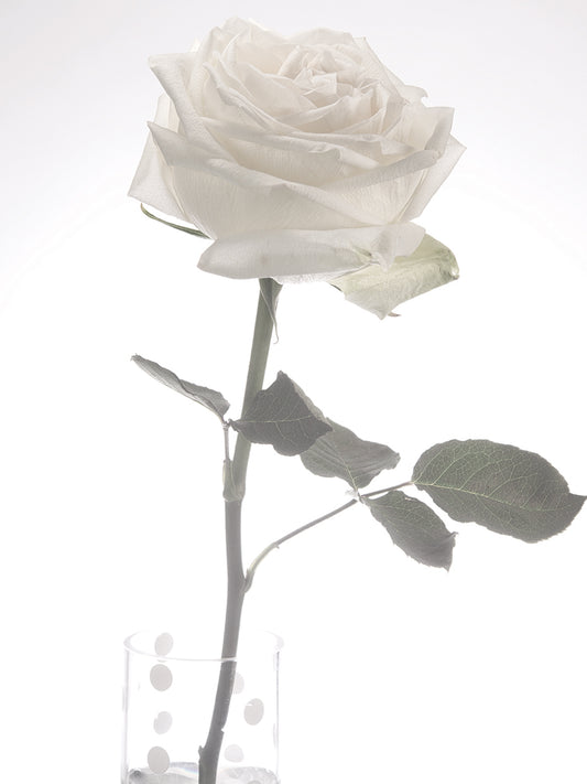 White Rose 03 Canvas Print