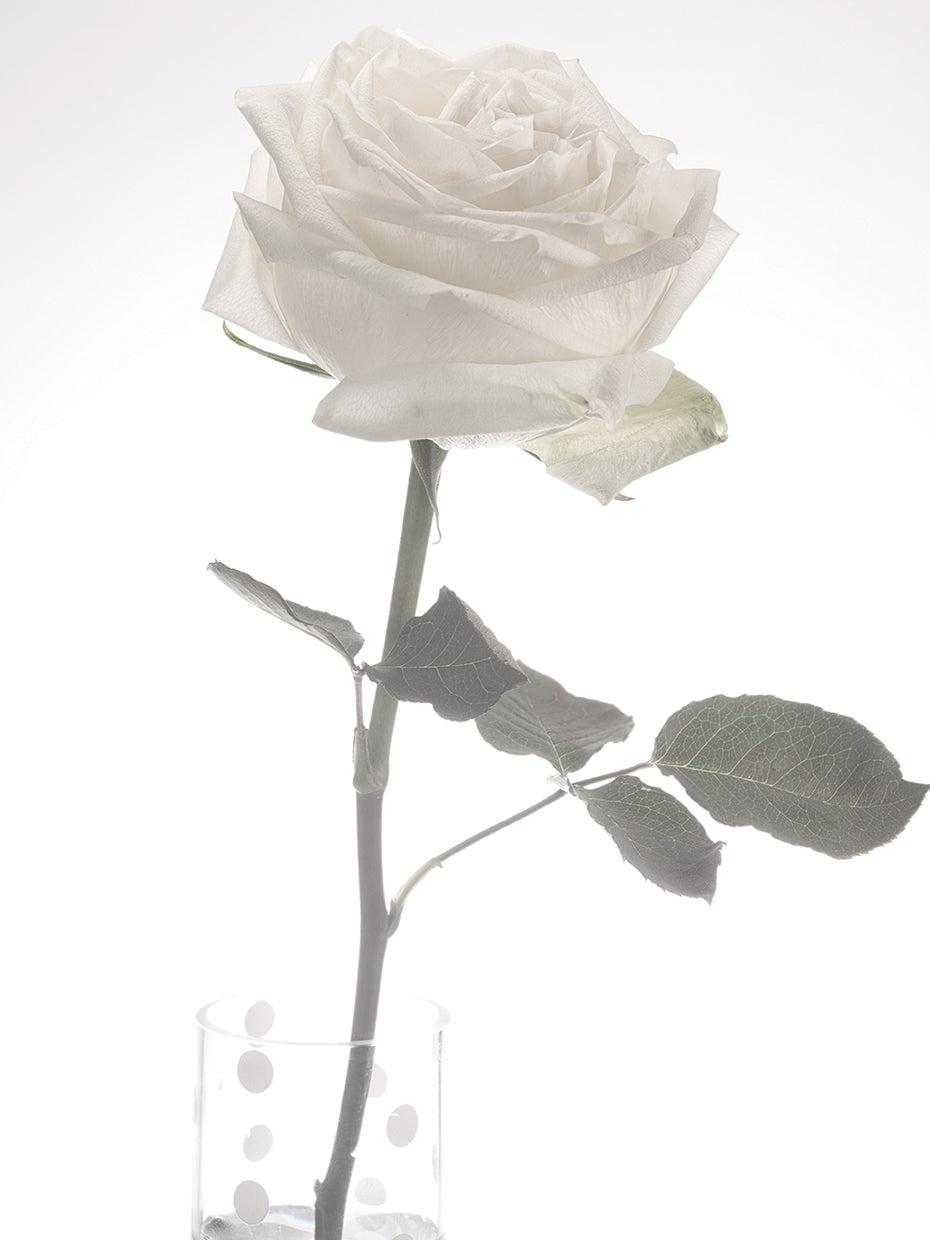 White Rose 03