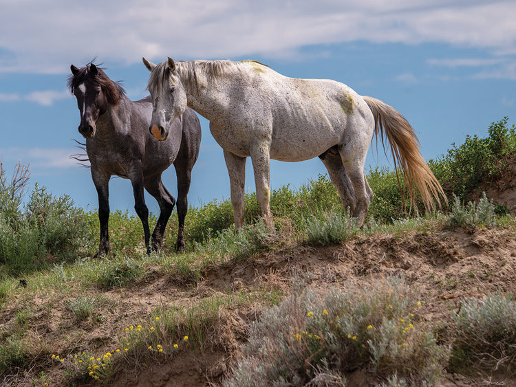 Enter the Badlands # 2