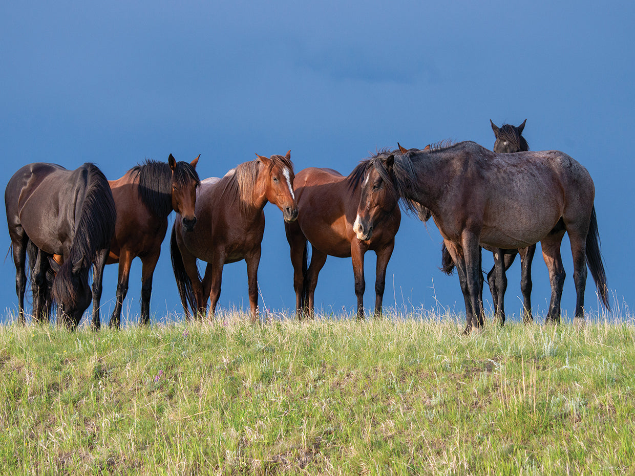 Enter the Badlands # 4