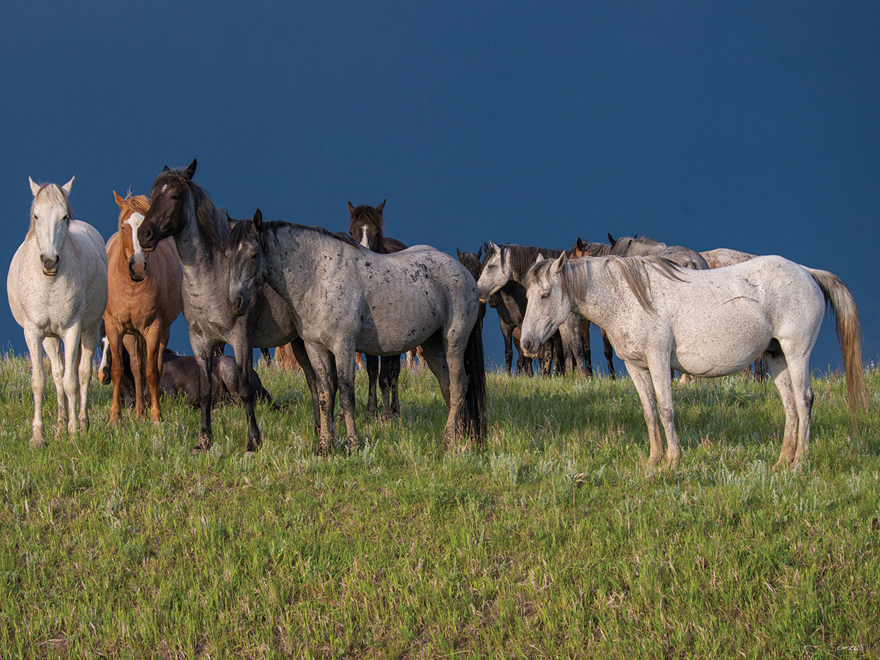 Enter the Badlands # 5