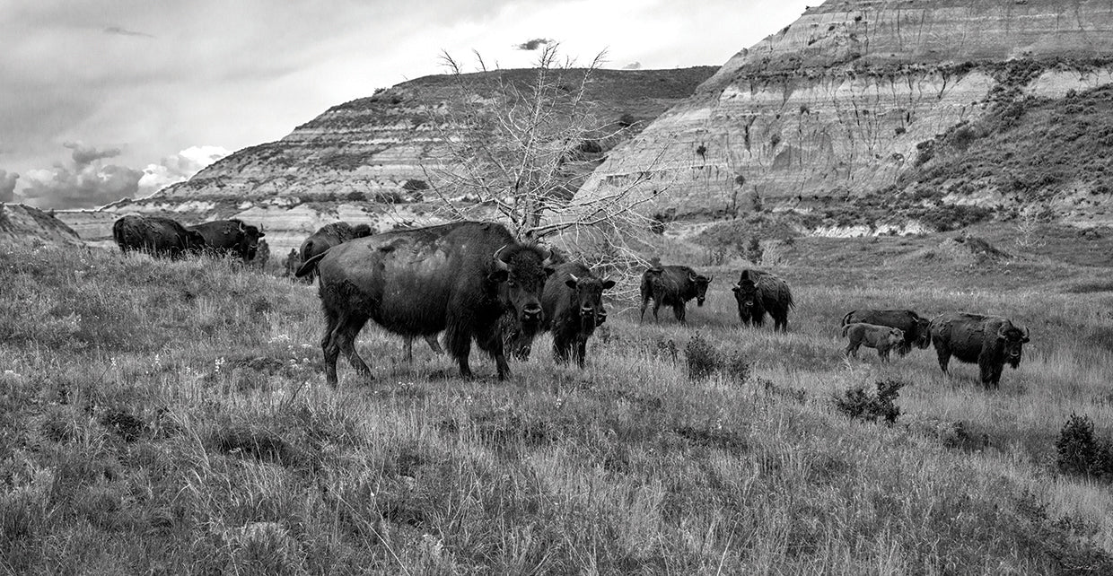 Enter the Badlands Buffalo B&W # 1