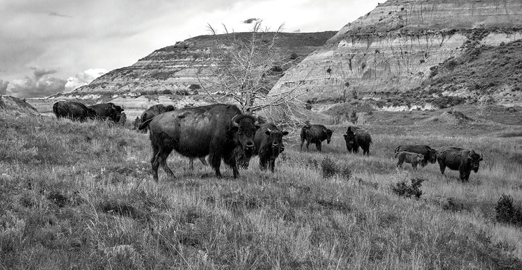 Enter the Badlands Buffalo B&W # 1