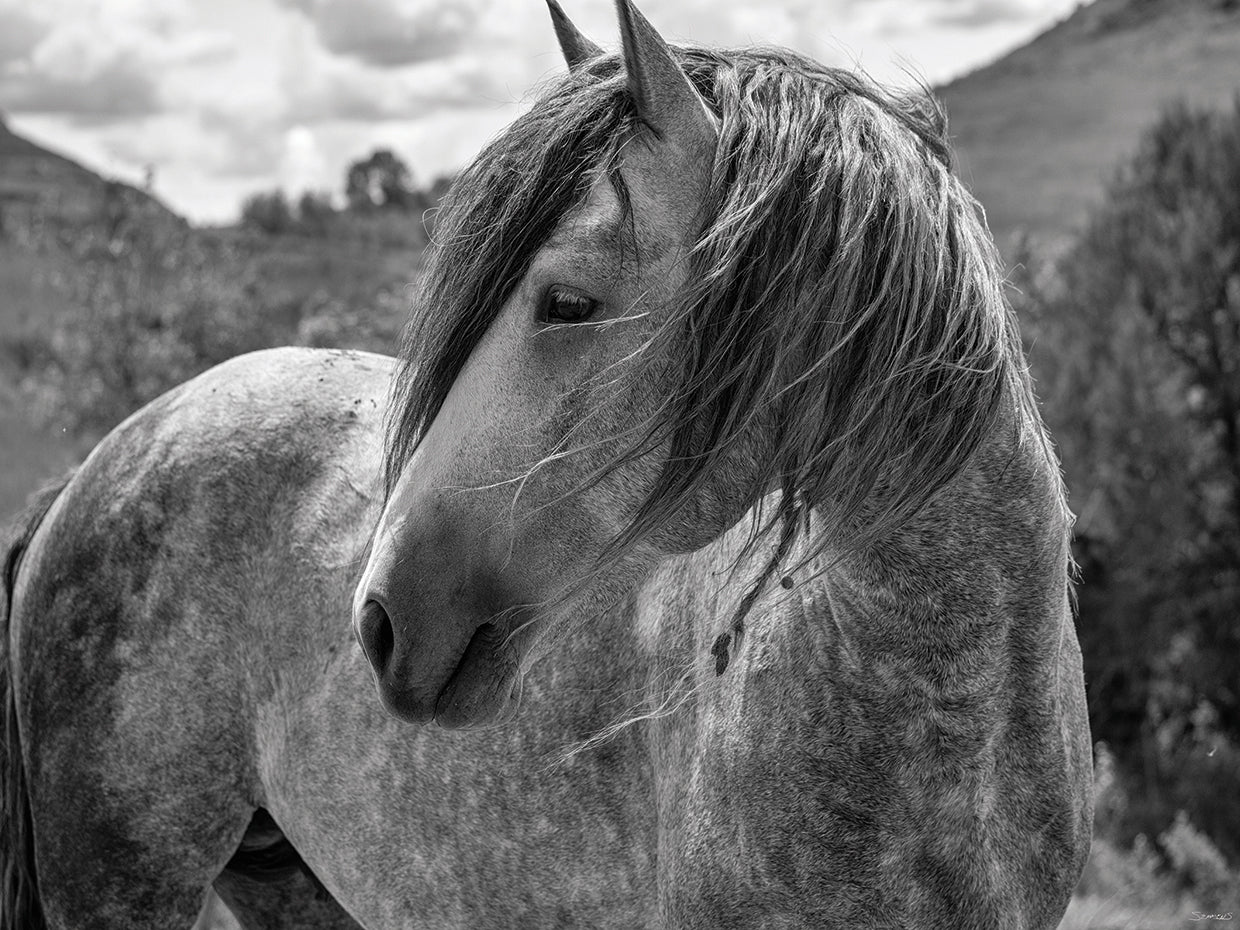 Enter the Badlands B&W # 3