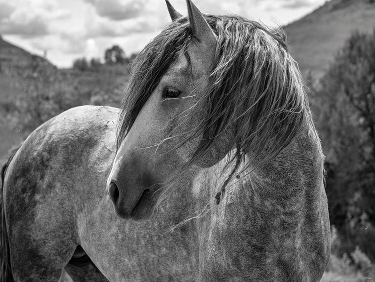 Enter the Badlands B&W # 3