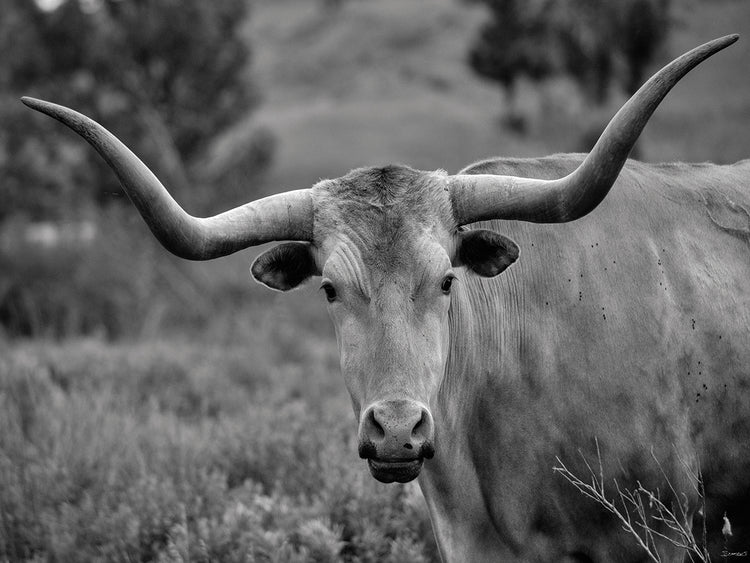 Enter the Badlands B&W # 4