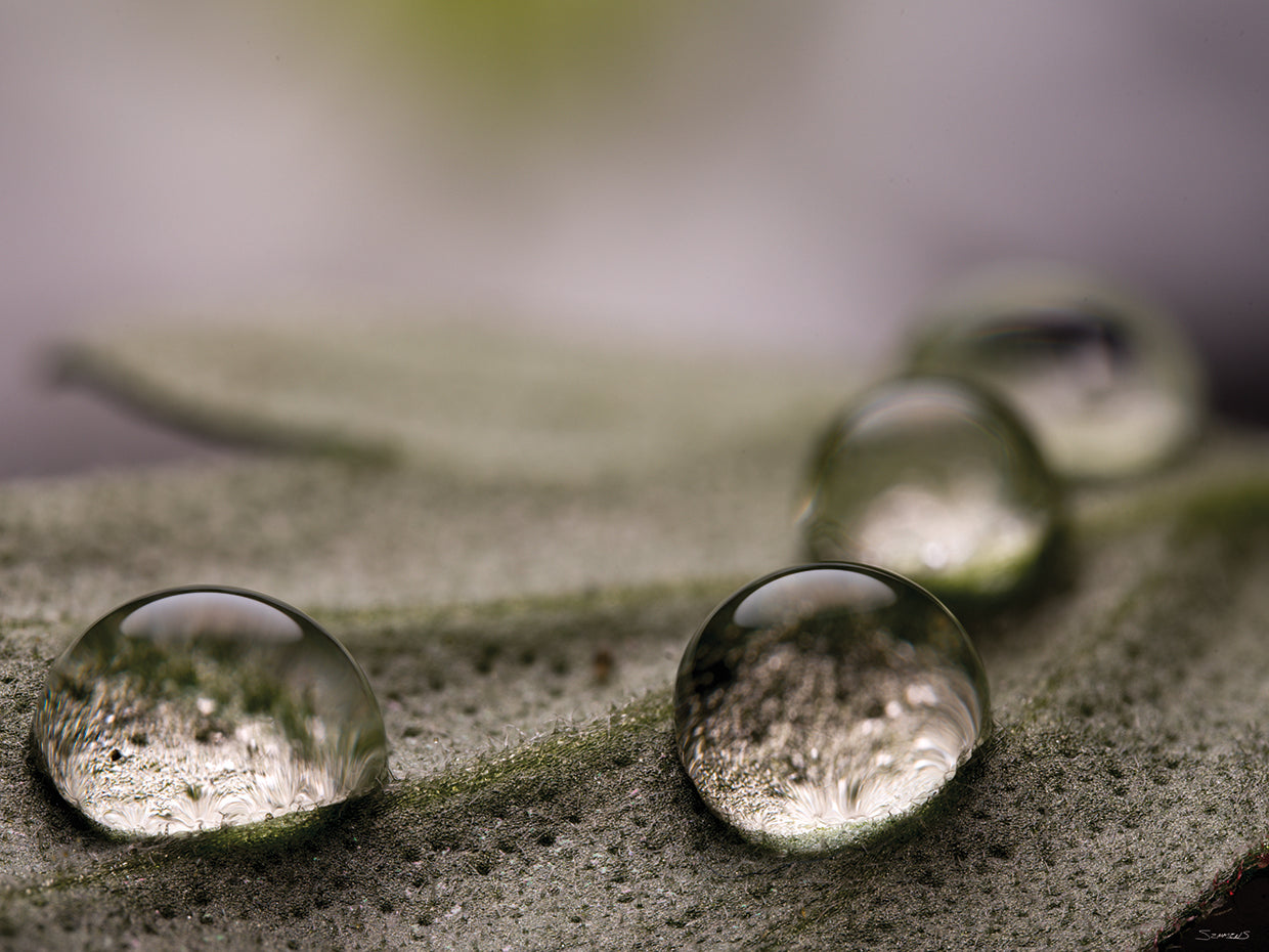 Dew Drops Macro 08