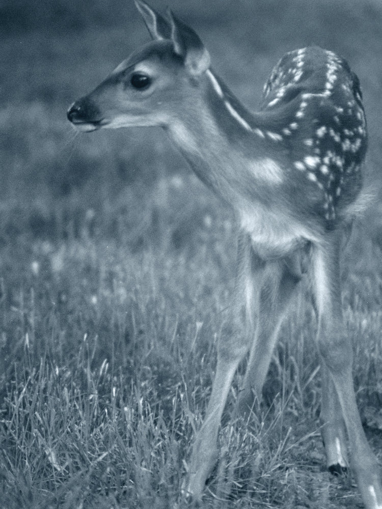 Fawn 3