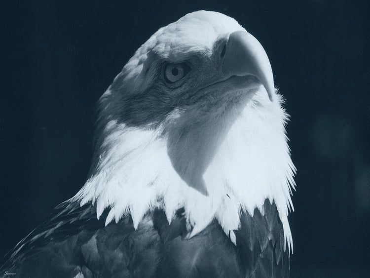 Bald Eagle 2