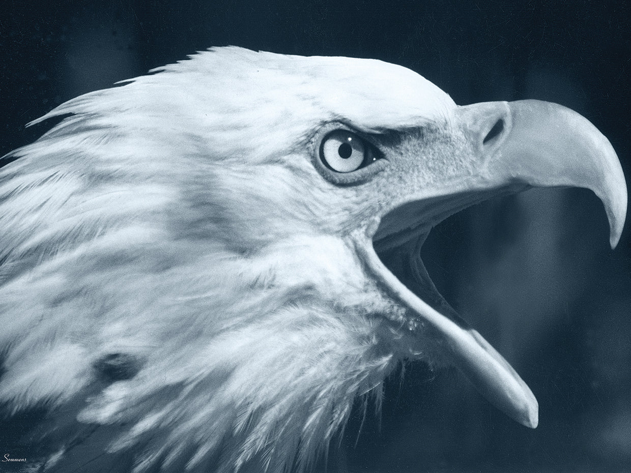 Bald Eagle 4