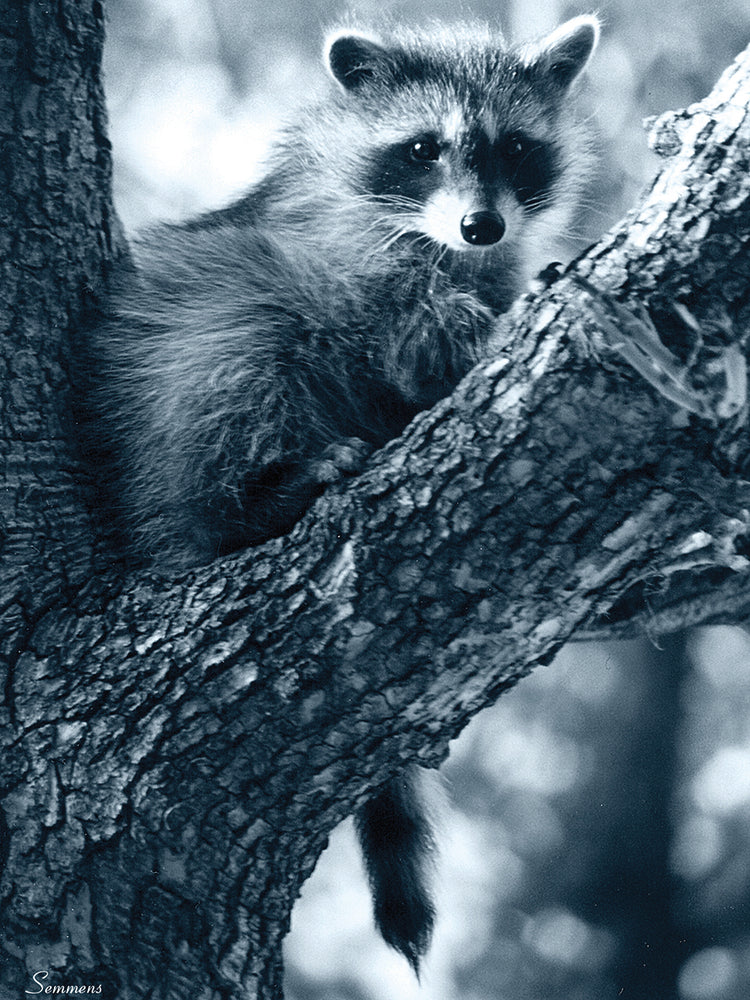 Raccoon