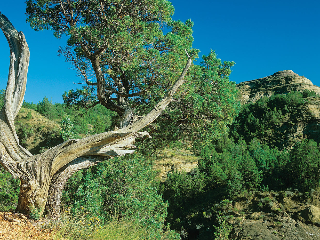Theodore Roosevelt National Park 40