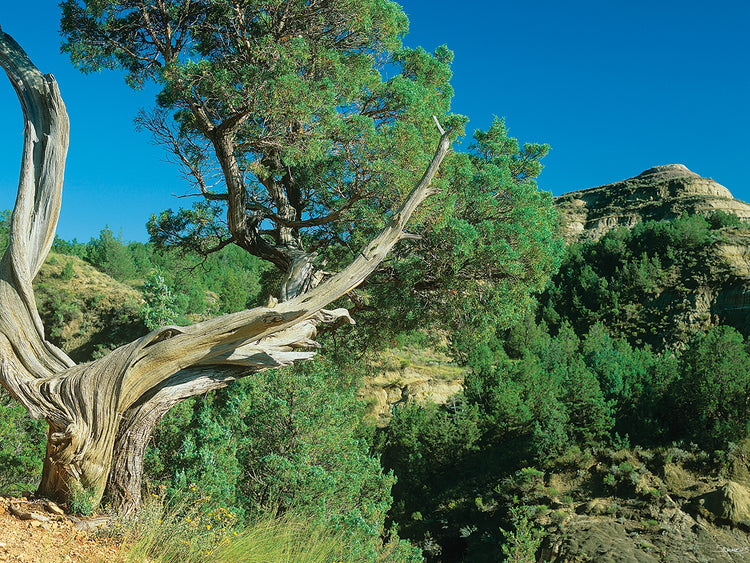 Theodore Roosevelt National Park 40