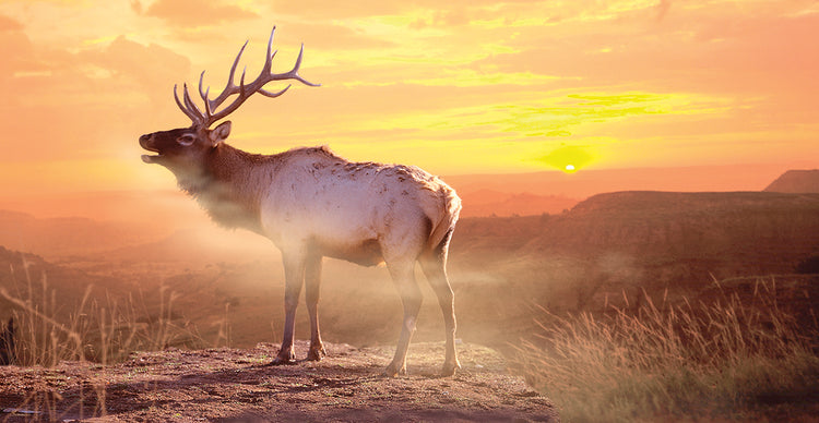 Elk Sunrise In The Badlands