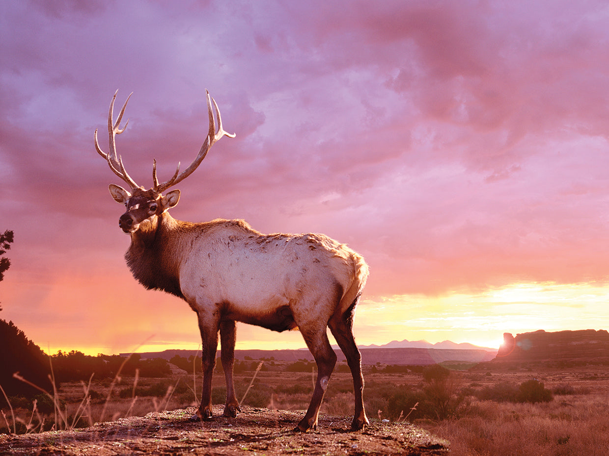 Elk Sunrise In Canyonland