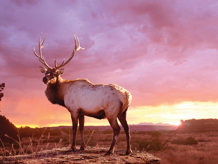 Elk Sunrise In Canyonland