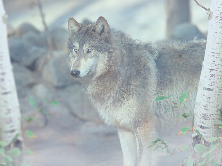 Wolf In The Mist