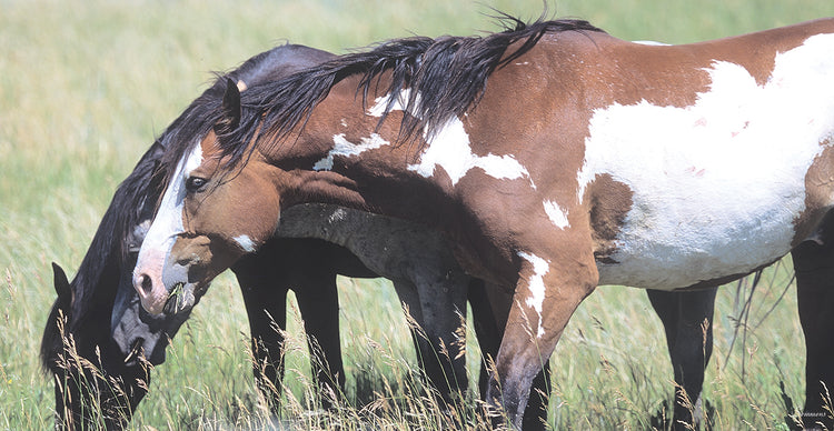 Wild Horses 6