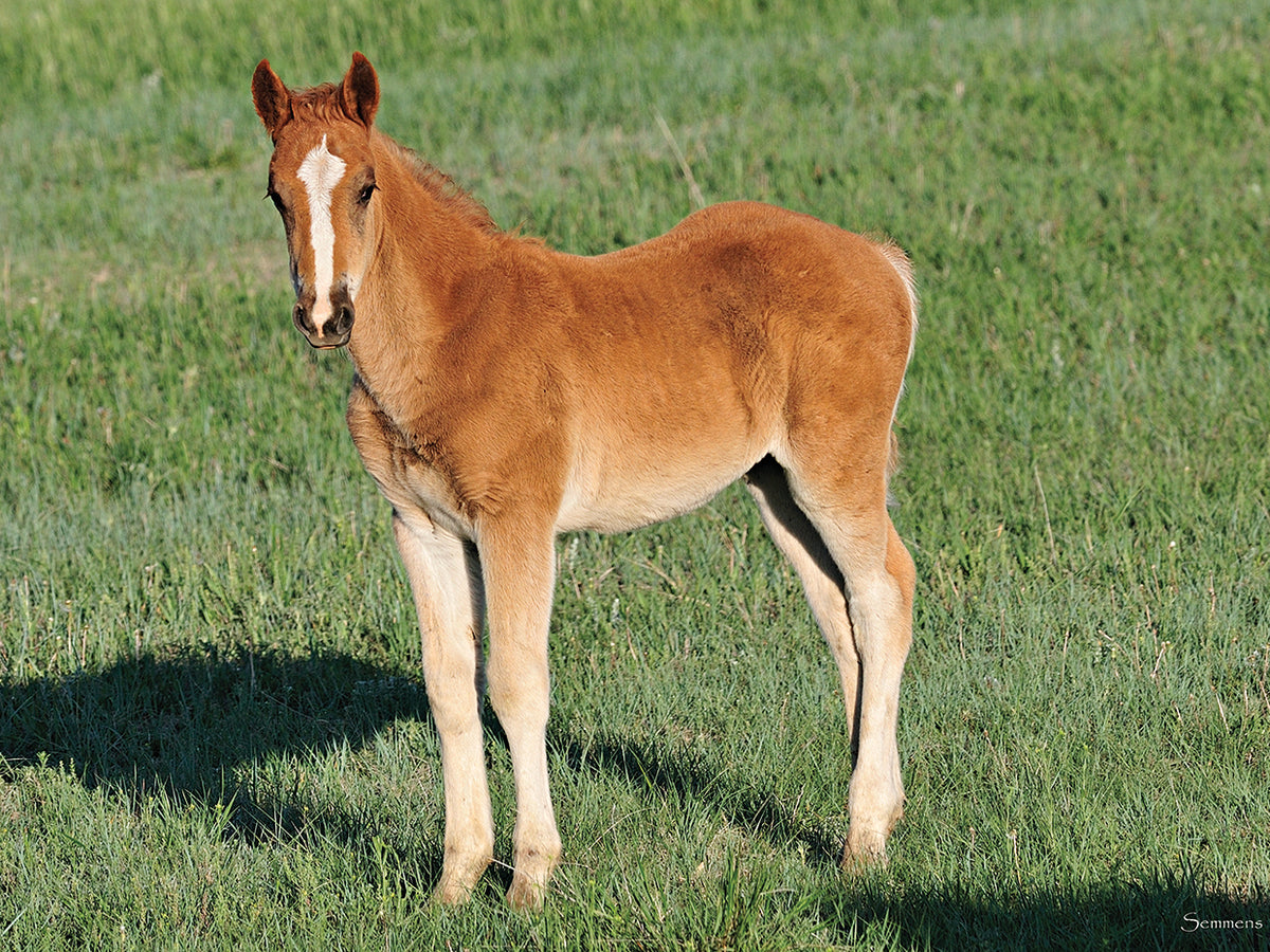 Wildhorses # 9