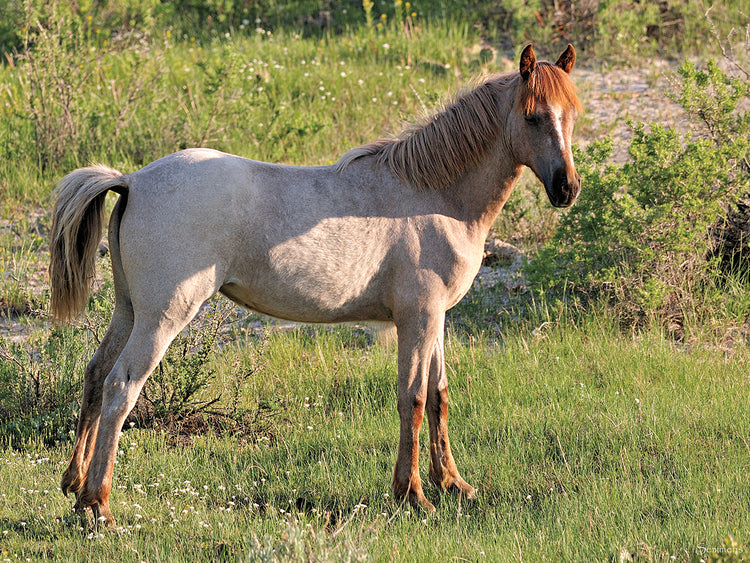 Wildhorses # 15