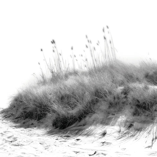 Dune And Reeds