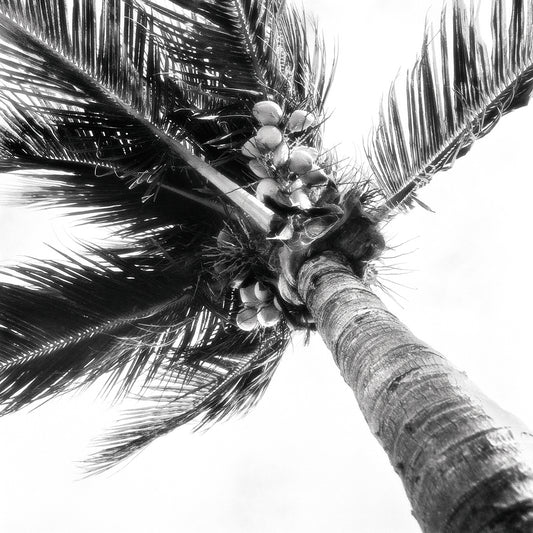 Coconuts And Palm