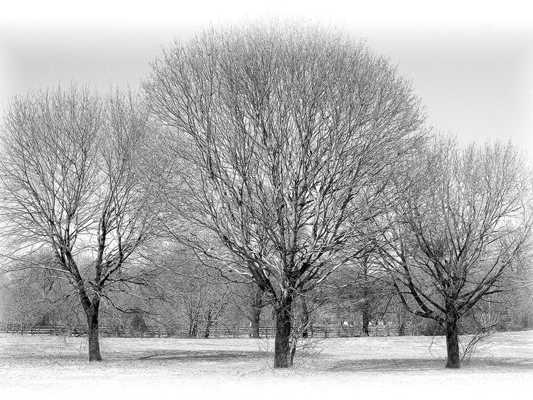 Three Tree Vignette