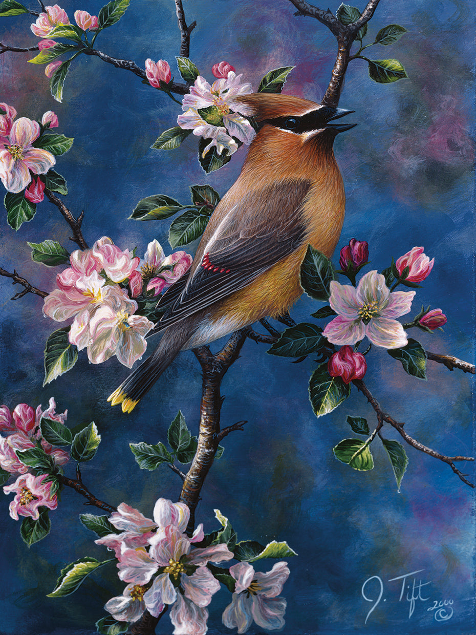 Cedar Waxwing Wall Art by Jeff Tift | Fine Art Canvas