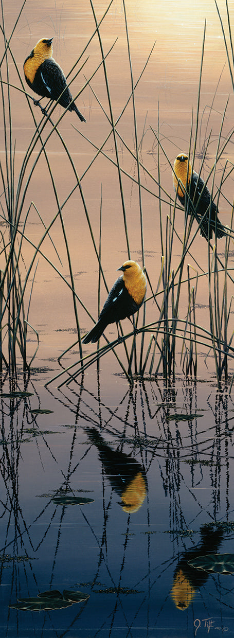 Morning Call - Yellow Headed Blackbirds