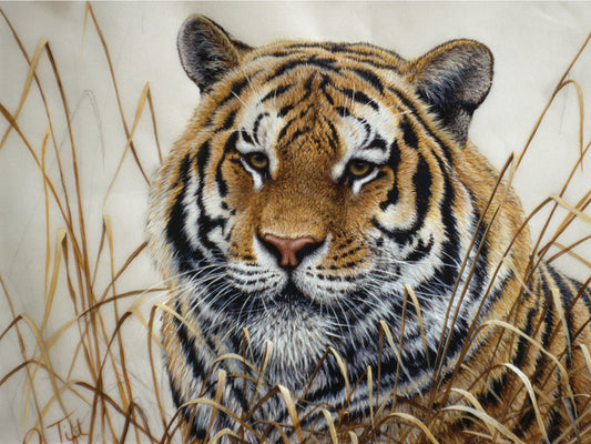 Tiger Canvas Art