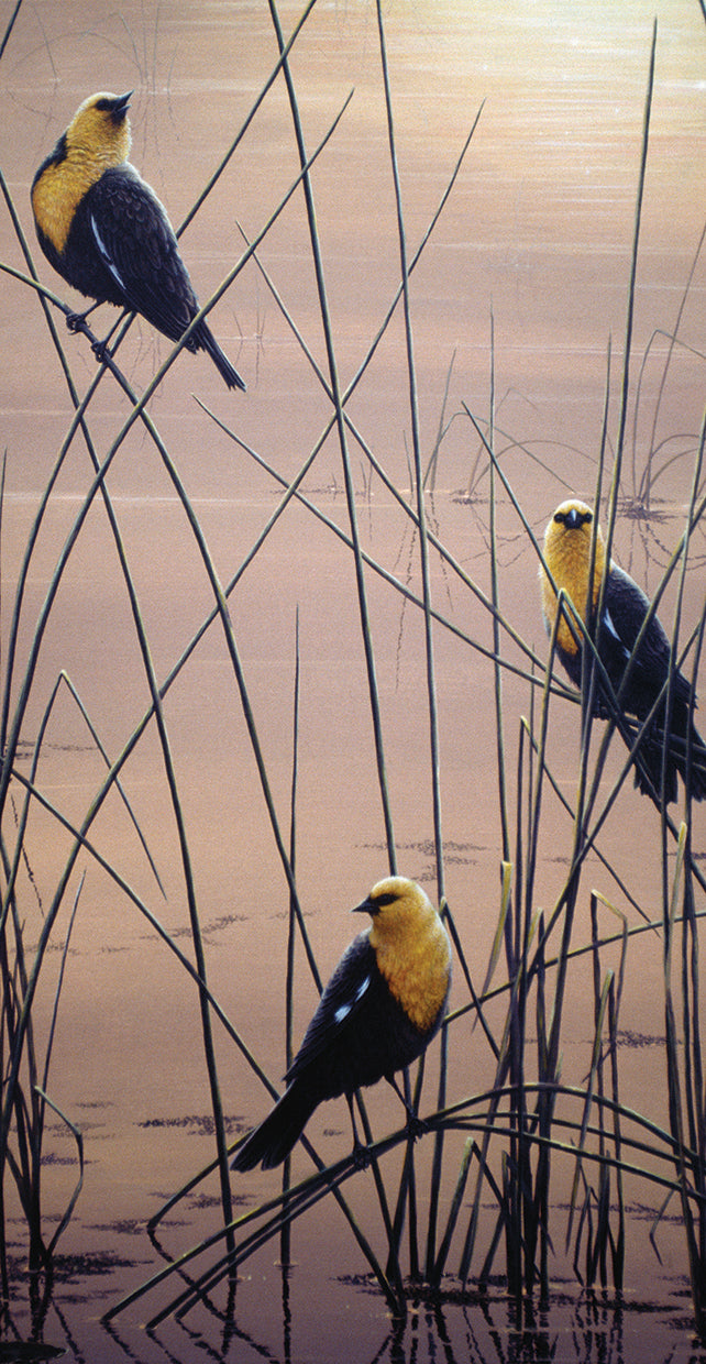 Pájaros B de cabeza amarilla Lienzo