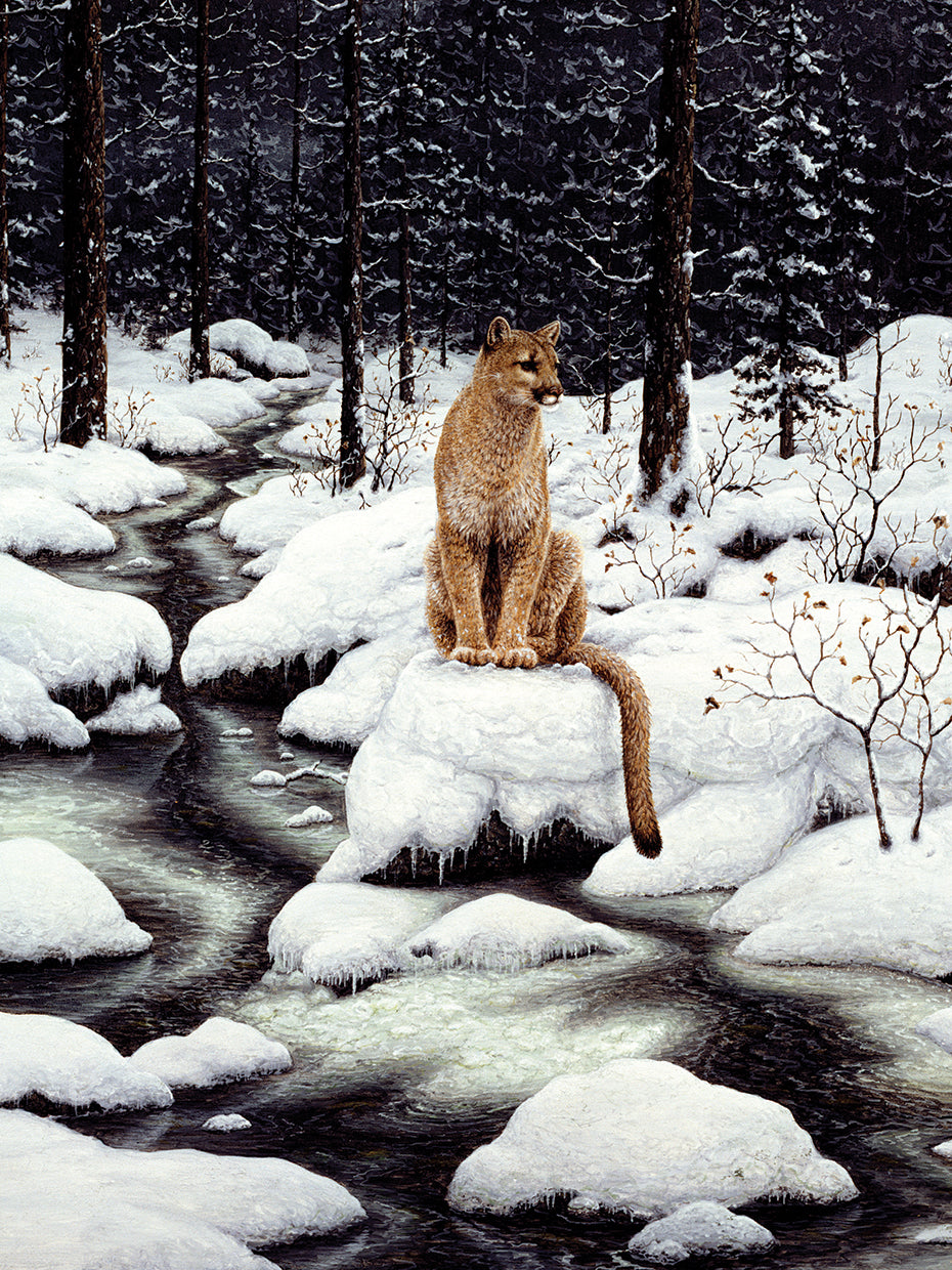 Cougar