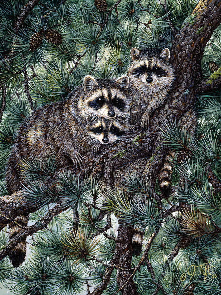 Racoons