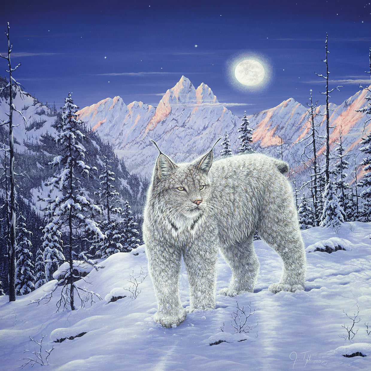 Moonlight Wilderness