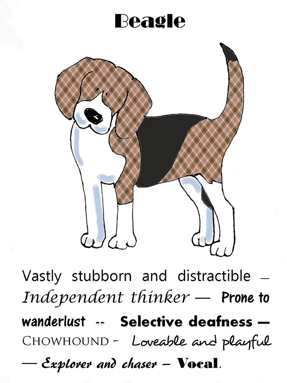 XL Beagle