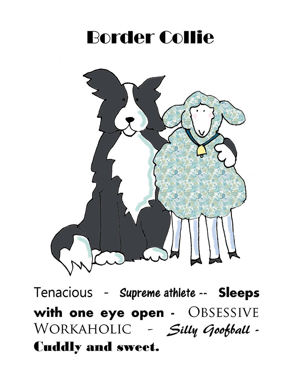 XL Border Collie