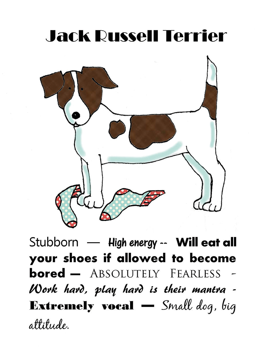 XL Jack Russell