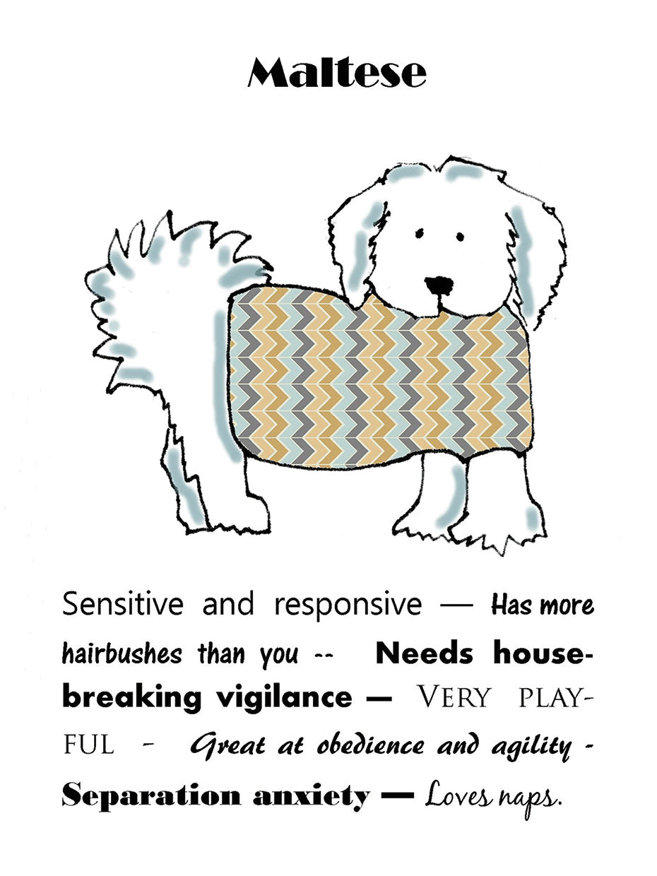 XL Maltese