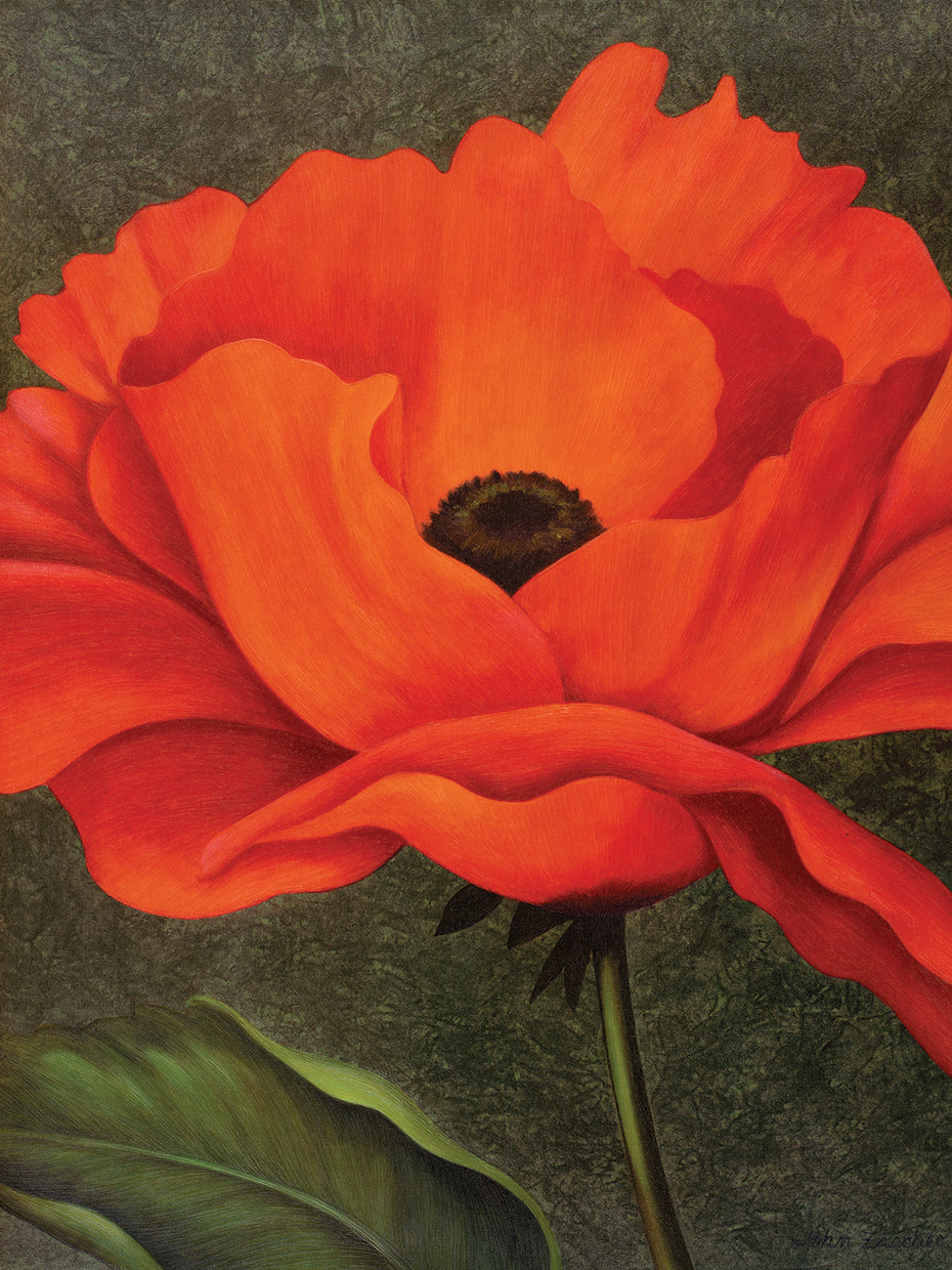 Red Poppy