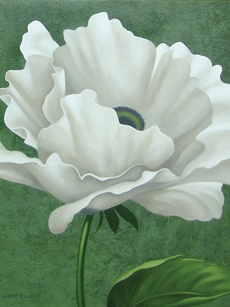 White Poppy