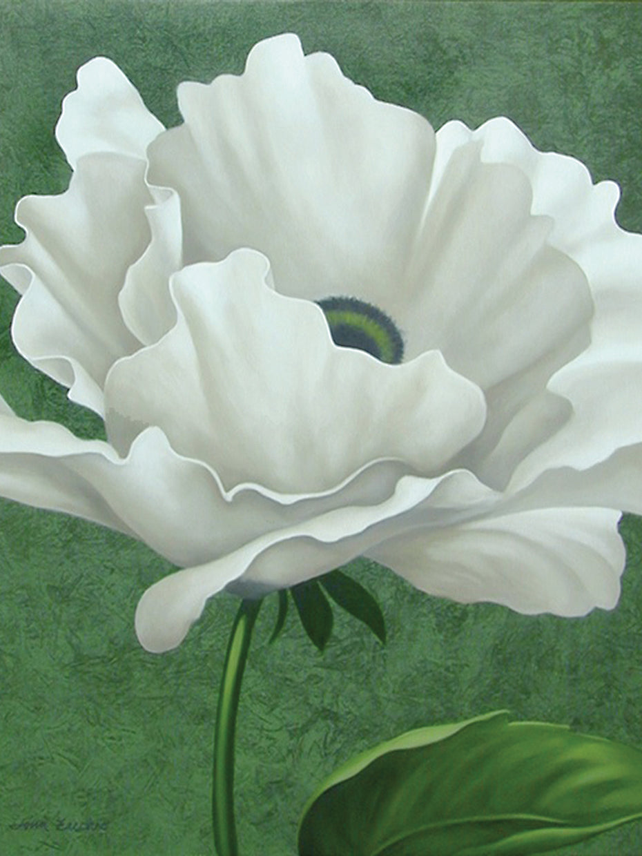 White Poppy