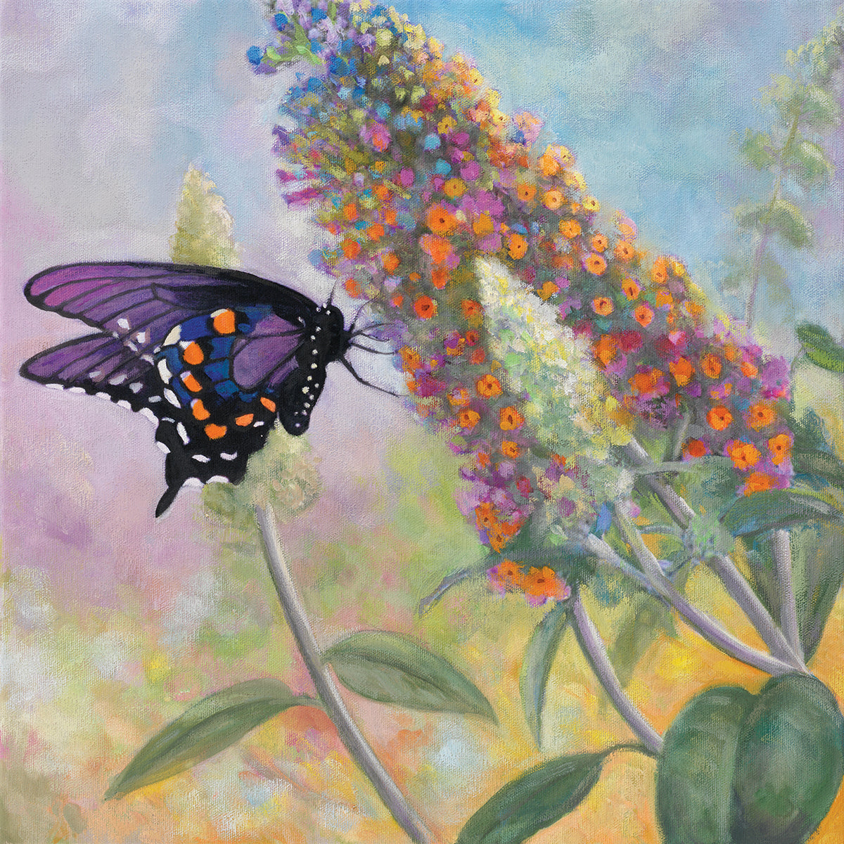 Admiral Butterfly