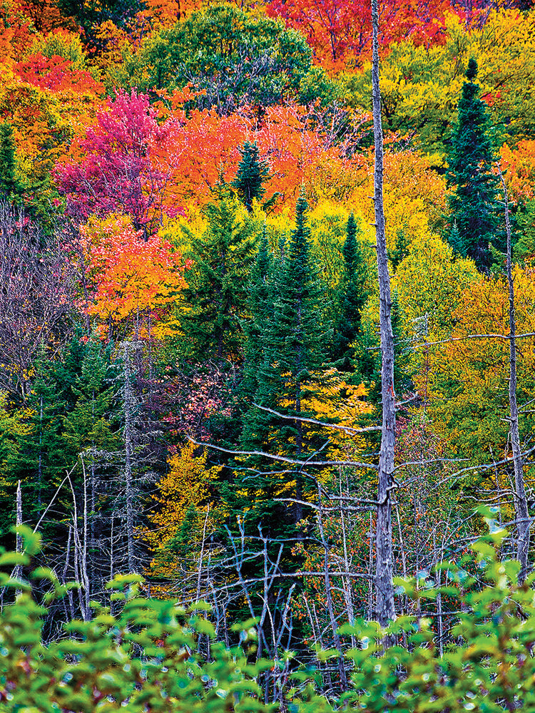 Colorful Trees
