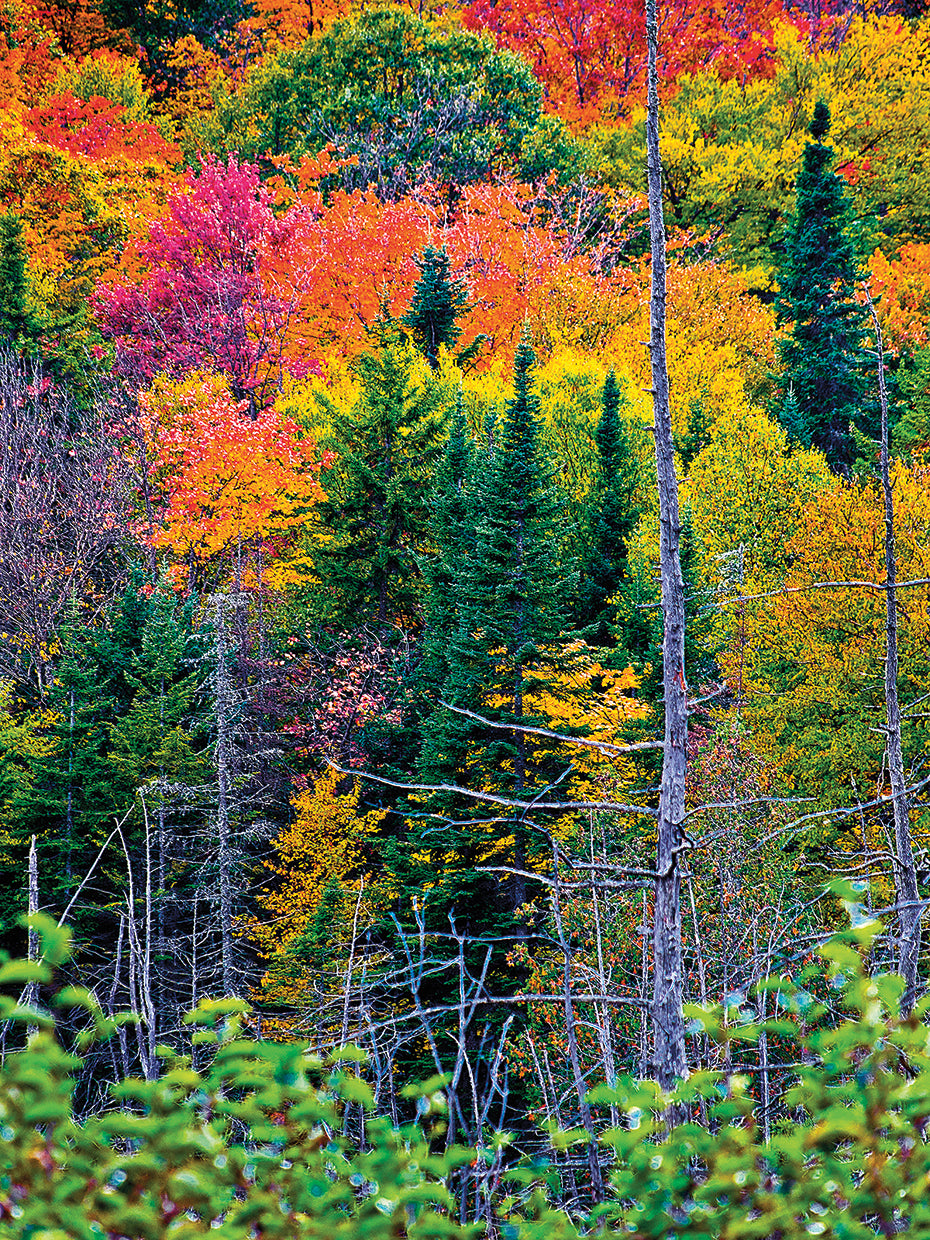 Colorful Trees